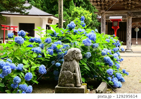 アジサイが満開 音羽山 清水寺 アジサイが満開 音羽山 清水寺 129295614
