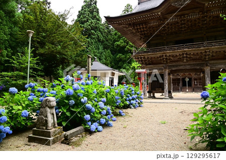 アジサイが満開 音羽山 清水寺 129295617