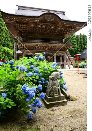 アジサイが満開 音羽山 清水寺 129295618