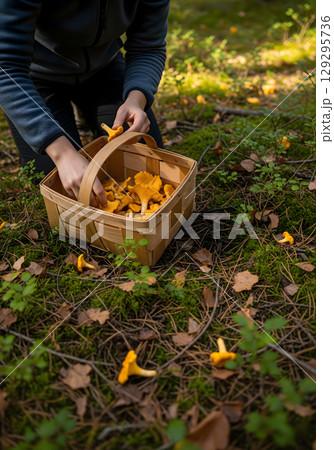 A female forager is carefully picking chanterelle mushrooms in a forest, placing them into a rustic wooden basket 129295736