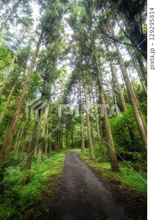 夏の鶏足山の登山風景 夏の鶏足山の登山風景 129295814