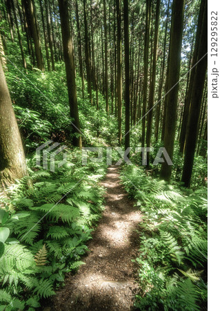 夏の鶏足山の登山風景 夏の鶏足山の登山風景 129295822
