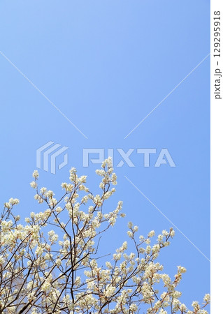 春の便り　ジューンベリーの花　満開 129295918