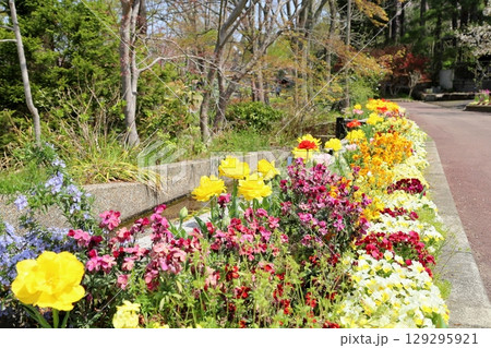 明るい 八重咲チューリップの花 明るい 八重咲チューリップの花 129295921