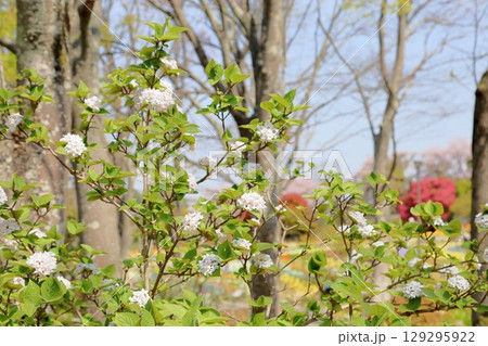 爽やか ビバーナムの花 爽やか ビバーナムの花 129295922