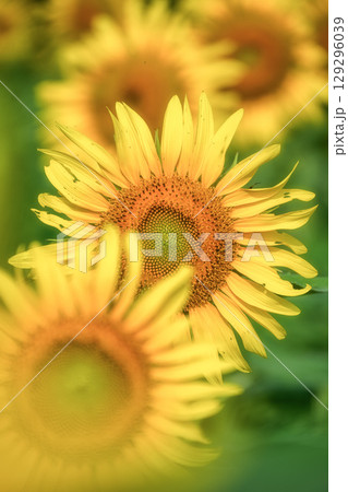 満開の益子町のひまわり 129296039