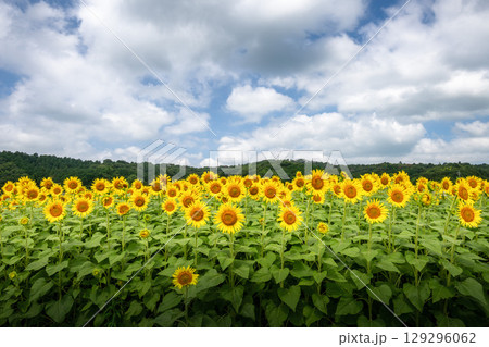満開の益子町のひまわり 満開の益子町のひまわり 129296062