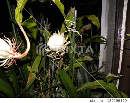 一晩しか楽しめない白い大きい月下美人の花 一晩しか楽しめない白い大きい月下美人の花 129296150