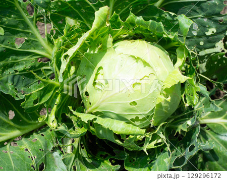 虫食いのキャベツ無農薬 129296172