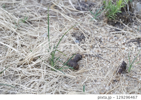 枯れ草の上に放置された犬のふんのクローズアップ 129296467