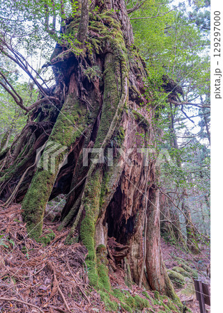 屋久杉かみなりおんじ 屋久島白谷雲水峡(12月) 屋久杉かみなりおんじ 屋久島白谷雲水峡(12月) 129297000