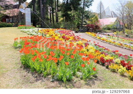 鮮やか　チューリップの花 129297068