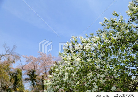 爽やか リキュウバイの花 爽やか リキュウバイの花 129297070