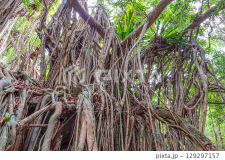 ガジュマル　世界自然遺産屋久島(12月) 129297157