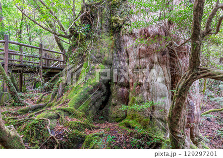 紀元杉 屋久島国立公園の屋久杉(12月) 紀元杉 屋久島国立公園の屋久杉(12月) 129297201