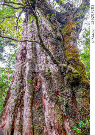 紀元杉屋久杉　屋久島国立公園(12月) 129297203