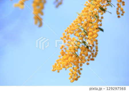鮮やか　ギンヨウアカシアの花　青空映え 129297568