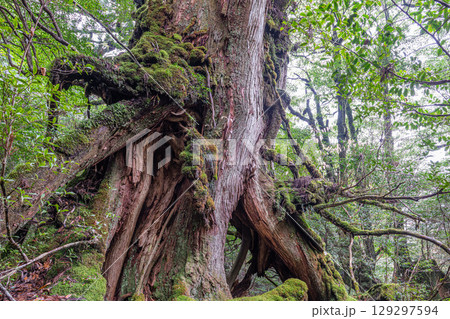 公家杉屋久杉 屋久島白谷雲水峡(12月) 公家杉屋久杉 屋久島白谷雲水峡(12月) 129297594