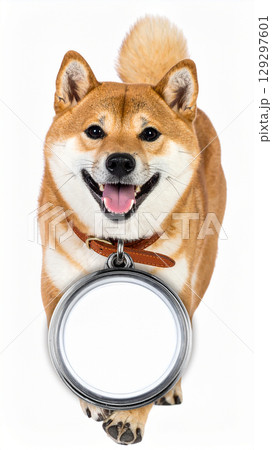 白抜きメダルをつけて歩く柴犬 129297601