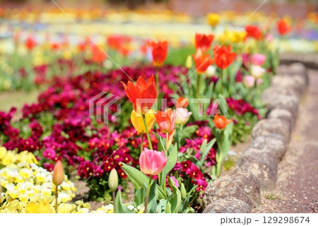 鮮やか チューリップの花 鮮やか チューリップの花 129298674