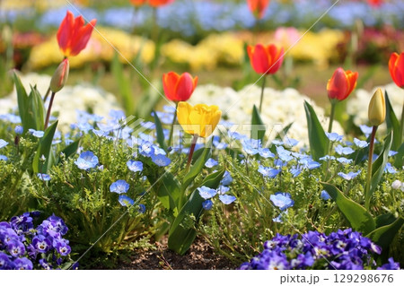 鮮やか チューリップの花 鮮やか チューリップの花 129298676