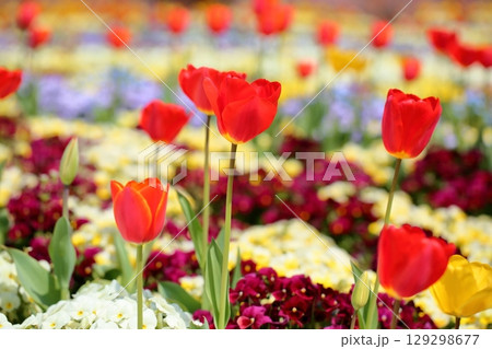 鮮やか チューリップの花 鮮やか チューリップの花 129298677