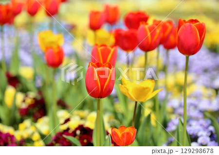 鮮やか　チューリップの花 129298678