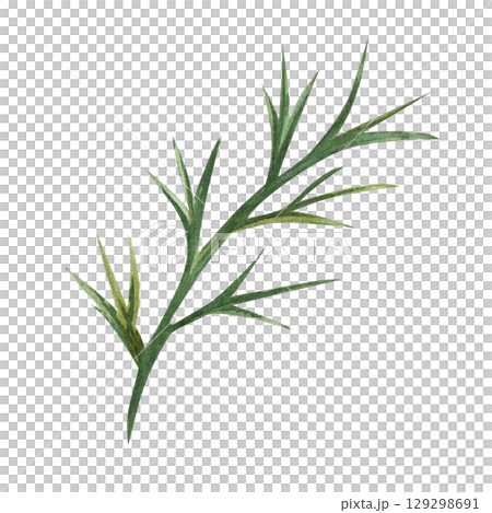 Watercolor green blade of grass, flower, bush. Botanical illustration of the green part of the plant. Isolated on a white background 129298691