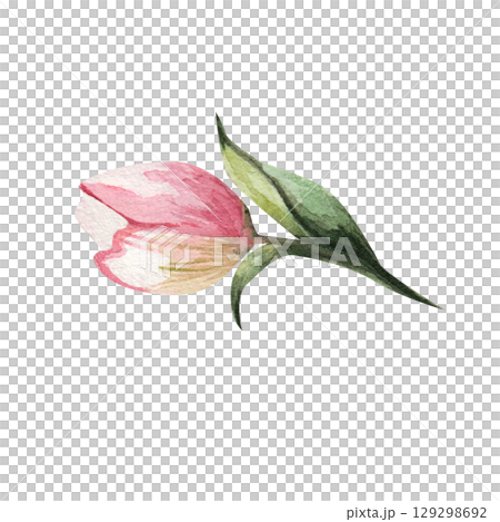 Apple tree flower bud. Hand-painted watercolor of a blossoming garden tree. Perfect for wedding cards and invitations, design, Mother's Day and birthday cards 129298692