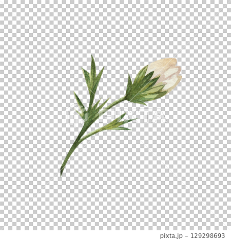 Chamomile. Watercolor illustration of a bud of white wildflowers with green leaves. The bouquet is hand-drawn and isolated on a white background. Botanical illustration of a daisy Chamomile. Watercolor illustration of a bud of white wildflowers with green leaves. The bouquet is hand-drawn and isolated on a white background. Botanical illustration of a daisy 129298693
