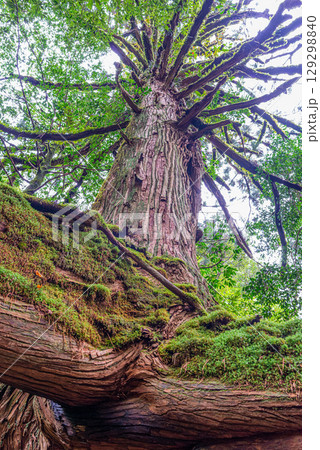 三本足杉屋久杉 屋久島白谷雲水峡(12月) 三本足杉屋久杉 屋久島白谷雲水峡(12月) 129298840