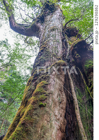 七本杉屋久杉 屋久島白谷雲水峡(12月) 七本杉屋久杉 屋久島白谷雲水峡(12月) 129298862