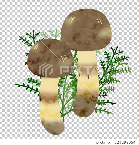 Matsutake mushrooms 129298954