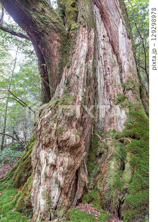女神杉屋久杉　屋久島白谷雲水峡(12月) 129298978