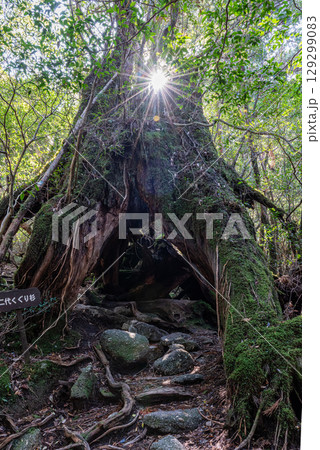 二代くぐり杉屋久杉　屋久島白谷雲水峡(12月) 129299083