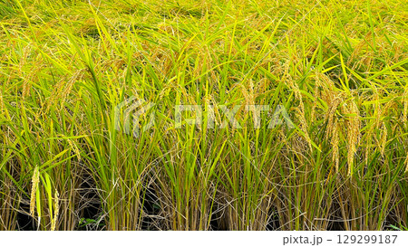 黄金色に実る稲穂｜収穫を迎える稲田の風景｜実りの秋 129299187
