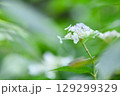 初夏のガクアジサイ 129299329