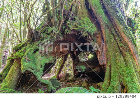 三代杉屋久杉 屋久島国立公園(7月) 三代杉屋久杉 屋久島国立公園(7月) 129299484