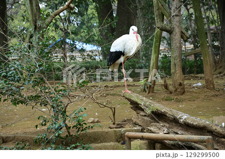 シュバシコウ(コウノトリの仲間) シュバシコウ(コウノトリの仲間) 129299500