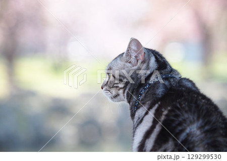 猫のお花見　横向き上半身アップ 129299530