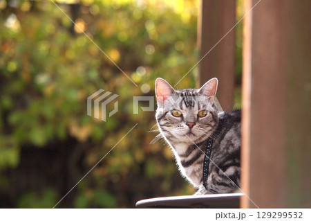 ガーデンテーブルの上に座って見つめる猫 129299532