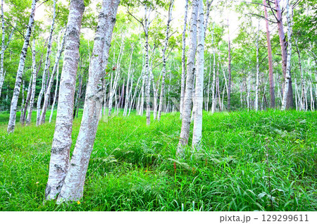 山梨県笛吹市　御坂山地　夏のすずらん群生地の白樺林 129299611