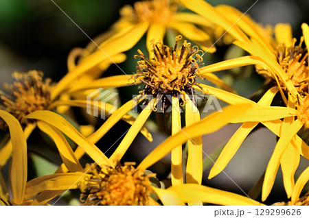 御坂山地の黒岳　キク科　マルバダケブキの黄色の花 129299626
