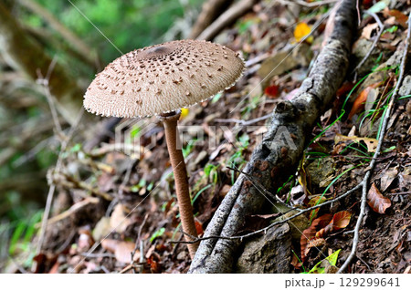 御坂山地の鍵掛にて　カラカサタケ 129299641