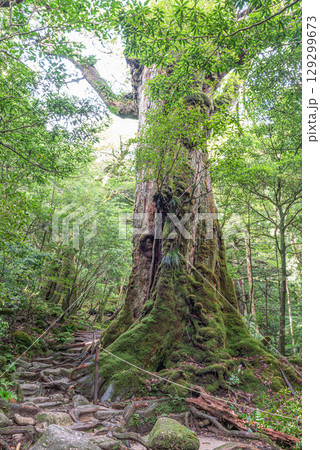 七本杉屋久杉　屋久島白谷雲水峡(7月) 129299673