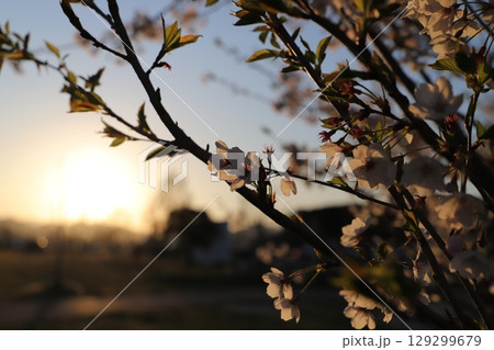 夕日に照らされている桜 夕日に照らされている桜 129299679