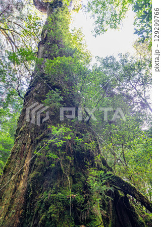ひげ長老屋久杉 屋久島ヤクスギランド(夏) ひげ長老屋久杉 屋久島ヤクスギランド(夏) 129299766