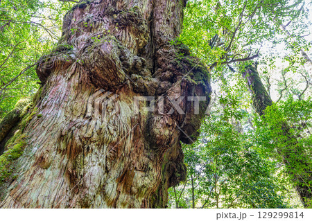 釈迦杉屋久杉 屋久島ヤクスギランド(7月) 釈迦杉屋久杉 屋久島ヤクスギランド(7月) 129299814