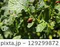 Colorado potato beetle larva crawling on a potato plant leaf 129299872