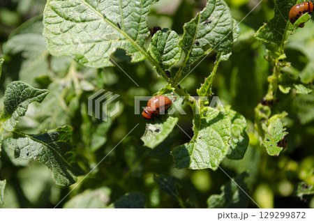 Colorado potato beetle larva crawling on a potato plant leaf Colorado potato beetle larva crawling on a potato plant leaf 129299872